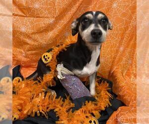 Chihuahua-Unknown Mix Dogs for adoption in Modesto, CA, USA