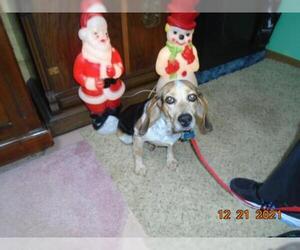 Beagle Dogs for adoption in Alexandria, KY, USA