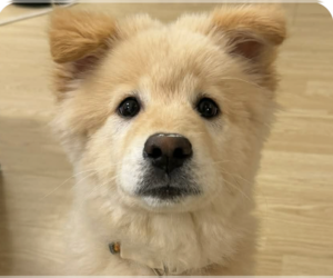 Mutt Dogs for adoption in San Ramon, CA, USA