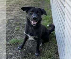 Borador Dogs for adoption in Modesto, CA, USA