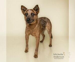 Mutt Dogs for adoption in Corona, CA, USA