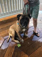 Bullmastiff Dogs for adoption in Chambersburg, PA, USA