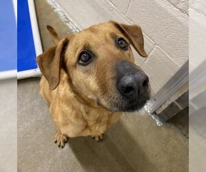 Labrador Retriever Dogs for adoption in Waldorf, MD, USA
