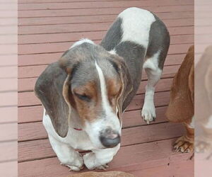 Basset Hound Dogs for adoption in Deepwater, NJ, USA