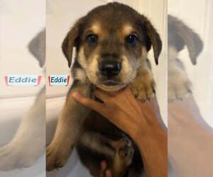 Golden Labrador Dogs for adoption in Brewster, NY, USA