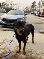 Rottweiler Dogs for adoption in New York, NY, USA