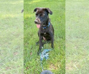 Labrador Retriever-Unknown Mix Dogs for adoption in Tampa, FL, USA