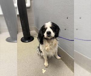 Cocker Spaniel-Unknown Mix Dogs for adoption in Las Vegas, NV, USA