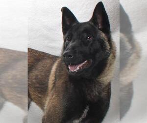 Mutt Dogs for adoption in Burbank, CA, USA