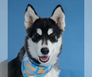 Siberian Husky Dogs for adoption in Pasadena, CA, USA