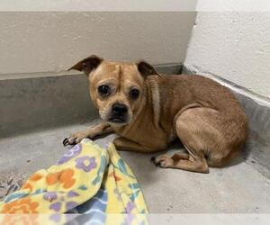 Chug Dogs for adoption in Jackson, CA, USA