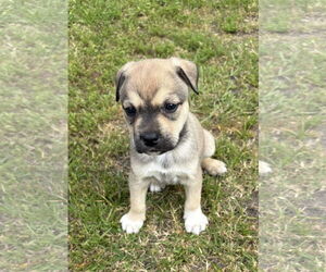 Huskies -Labrador Retriever Mix Dogs for adoption in The Woodlands, TX, USA