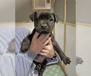 American Staffordshire Terrier-Staffordshire Bull Terrier Mix Dogs for adoption in Brewster, NY, USA