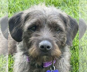Border Terrier-Poodle (Miniature) Mix Dogs for adoption in Cookeville, TN, USA