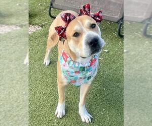 Labrador Retriever-Unknown Mix Dogs for adoption in Pasadena, TX, USA