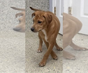 Unknown-Vizsla Mix Dogs for adoption in Mechanicsburg, PA, USA
