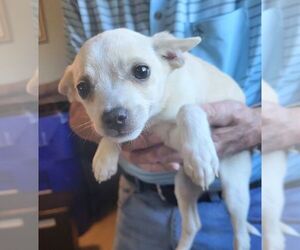 Chihuahua-Unknown Mix Dogs for adoption in Carrollton, TX, USA