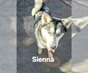 Siberian Husky Dogs for adoption in Cedar Crest, NM, USA