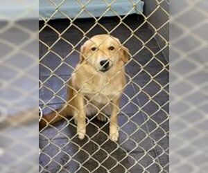 Golden Retriever Dogs for adoption in Newport, KY, USA