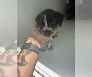 Labrador Retriever-Unknown Mix Dogs for adoption in Houston, TX, USA