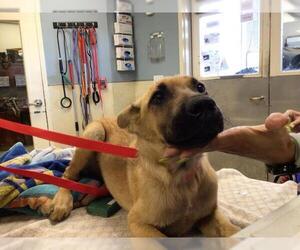 German Shepherd Dog Dogs for adoption in Riverside, CA, USA