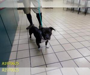 Basset Hound Dogs for adoption in West Palm Beach, FL, USA