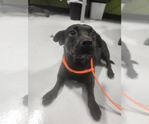 Pug-Unknown Mix Dogs for adoption in Temple, TX, USA