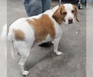 Beagle-Unknown Mix Dogs for adoption in Evansville, IN, USA