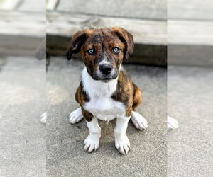 Mutt Dogs for adoption in Rockaway, NJ, USA