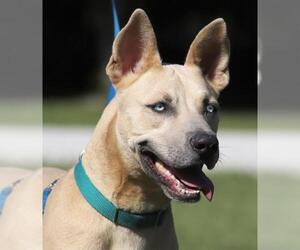 Siberian Husky-Unknown Mix Dogs for adoption in North Fort Myers, FL, USA