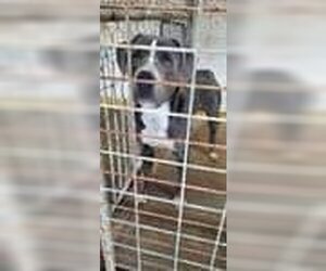 American Staffordshire Terrier Dogs for adoption in Russellville, KY, USA