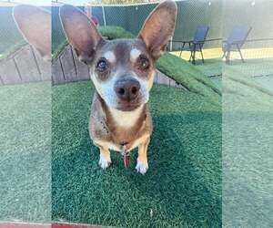 Chihuahua-Unknown Mix Dogs for adoption in Tempe , AZ, USA