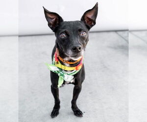 Chihuahua Dogs for adoption in Pasadena, CA, USA