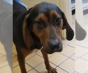 Black and Tan Coonhound Dogs for adoption in Gainesville, FL, USA