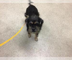 Mutt Dogs for adoption in Riverside, CA, USA