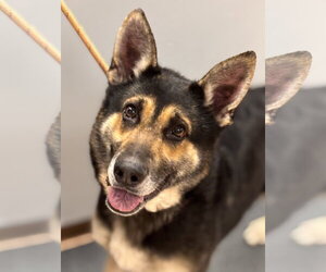 German Shepherd Dog Dogs for adoption in Batavia, NY, USA