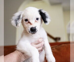 Maltese-Unknown Mix Dogs for adoption in Andover, MN, USA