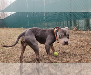 Mutt Dogs for adoption in Springfield, MA, USA