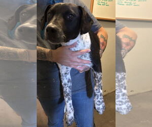 Australian Shepherd-Unknown Mix Dogs for adoption in Las Vegas, NM, USA