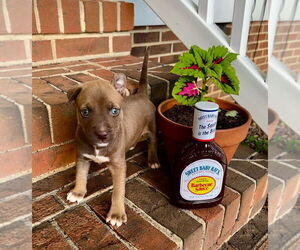 American Pit Bull Terrier-Siberian Husky Mix Dogs for adoption in Raleigh, NC, USA