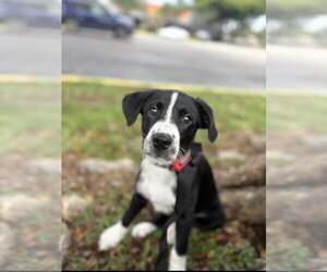 Labrador Retriever-Unknown Mix Dogs for adoption in Royal Palm Beach, FL, USA