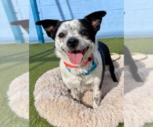 Pomston Dogs for adoption in CHANDLER, AZ, USA