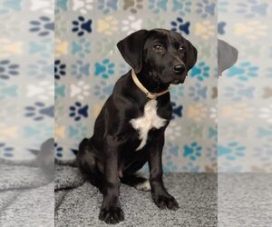 Labrador Retriever-Unknown Mix Dogs for adoption in Royal Palm Beach, FL, USA
