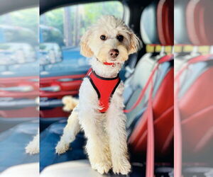 Poochon Dogs for adoption in Spring, TX, USA