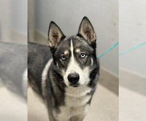 Siberian Husky-Unknown Mix Dogs for adoption in Las Vegas, NV, USA