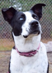 Border Collie-Unknown Mix Dogs for adoption in New York, NY, USA