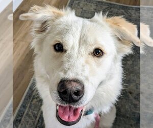 Great Pyrenees-Unknown Mix Dogs for adoption in Dallas, TX, USA