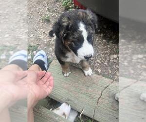 Huskies -Unknown Mix Dogs for adoption in San Antonio, TX, USA