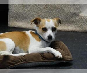 Rat-Cha Dogs for adoption in Tacoma, WA, USA