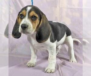 Beagle Dogs for adoption in Griffin, GA, USA